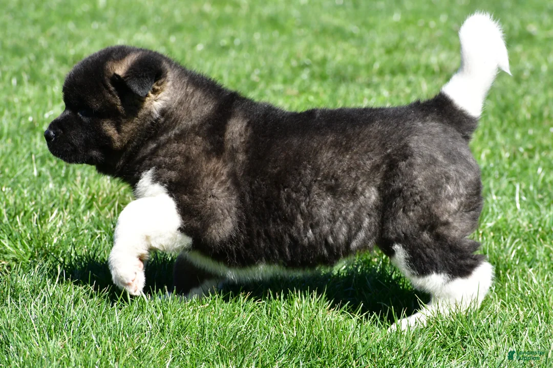 Akita dogs for sale: Bruiser - Ad 15