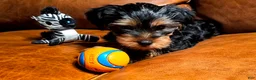 Yorkshire Terrier dogs for sale: Yorkshire Terrier Puppy 1 - Ad 2