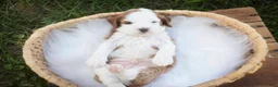 Cavapoo dogs for sale: Larry Cavapoo  - Ad 24