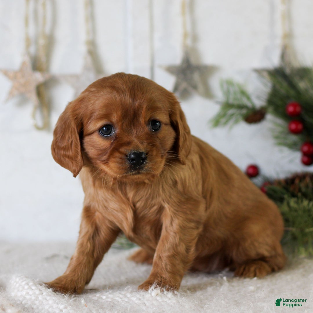 Miniature Golden Retriever dogs for sale: Daisy Mae  - Ad 3