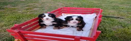 Bernese Mountain Dog dogs for sale: Bernese Mountain Dog Puppy 2 - Ad 1