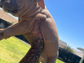 American Bully dogs - Ad 2