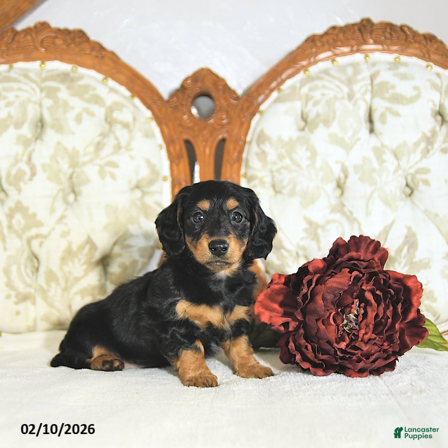 Miniature Dachshund dogs Pixie - Ad 27