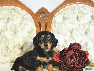 Miniature Dachshund dogs Pixie - Ad 27