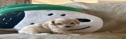 Maltipoo dogs for sale: Cookie - Ad 4