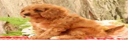 Cavapoo dogs for sale: Jody - Ad 6