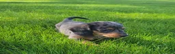 Miniature Dachshund dogs for sale: Trigger  - Ad 12
