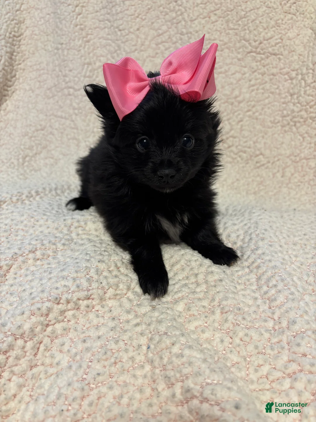 Pomeranian dogs for sale: Pomeranian Puppy 2 - Ad 3