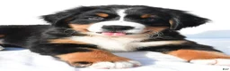 Bernese Mountain Dog dogs for sale: Parker - Ad 6