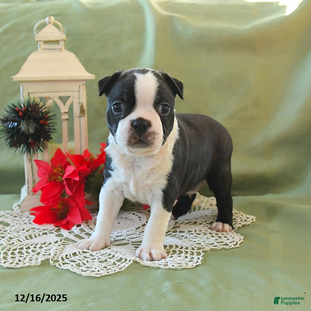 Boston Terrier dogs for sale: Prancer - Ad 13
