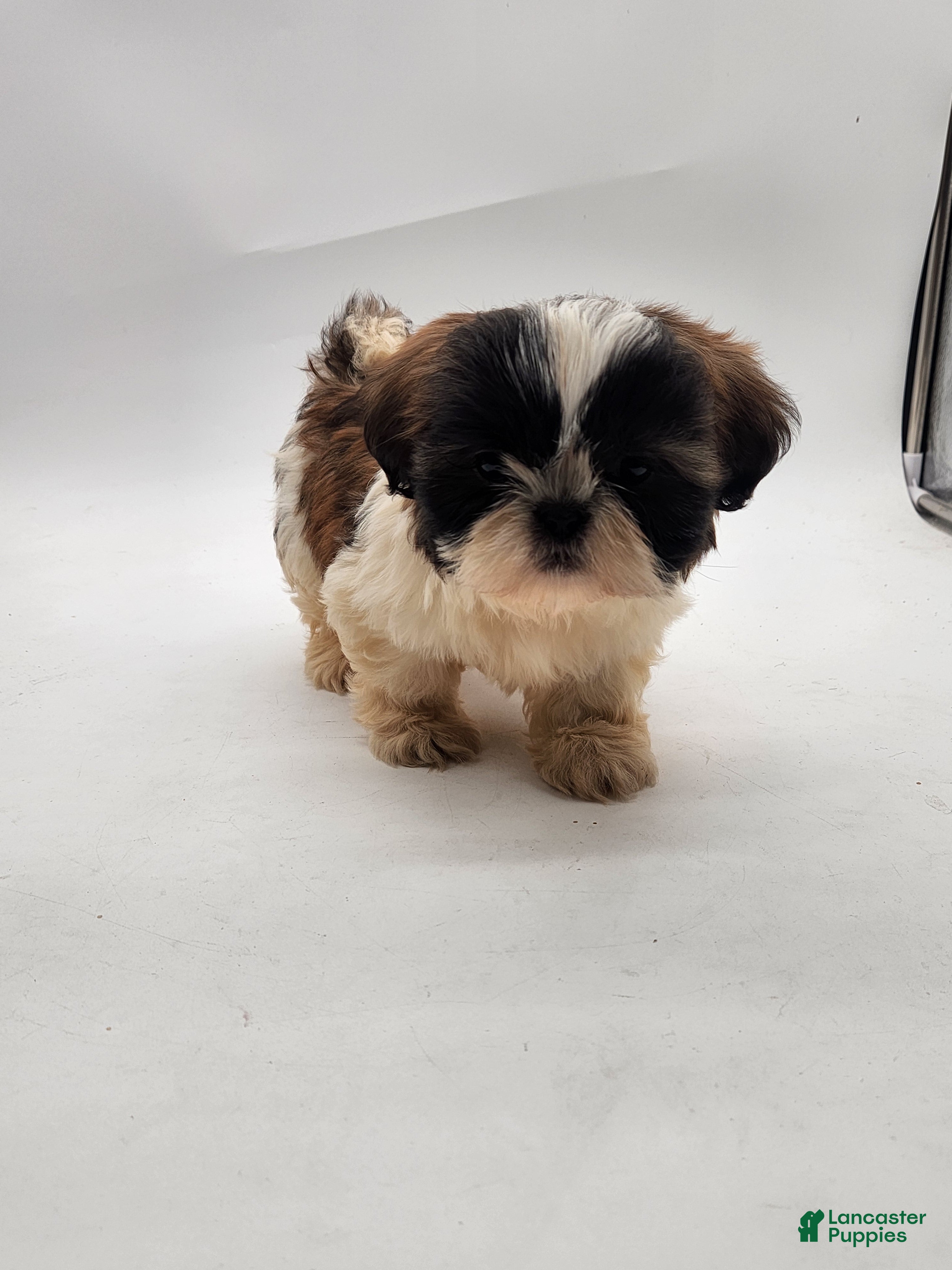 Shih Tzu dogs Shih Tzu Puppy 2 - Ad 1
