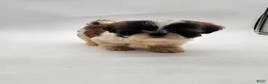 Shih Tzu Puppy 2