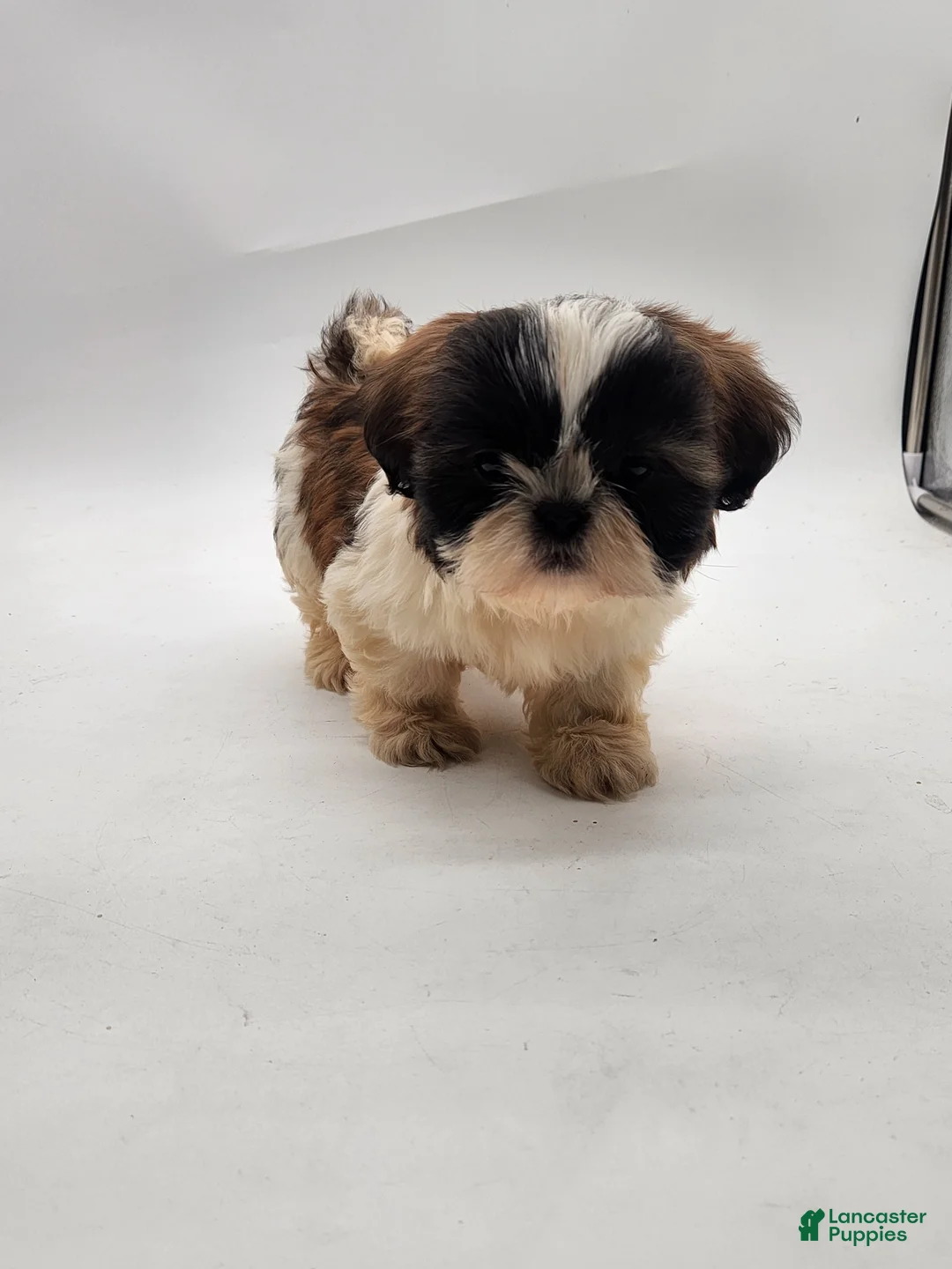 Shih Tzu dogs for sale: Shih Tzu Puppy 2 - Ad 1