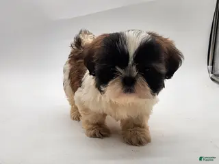 Shih Tzu dogs for sale: Shih Tzu Puppy 2 - Ad 1