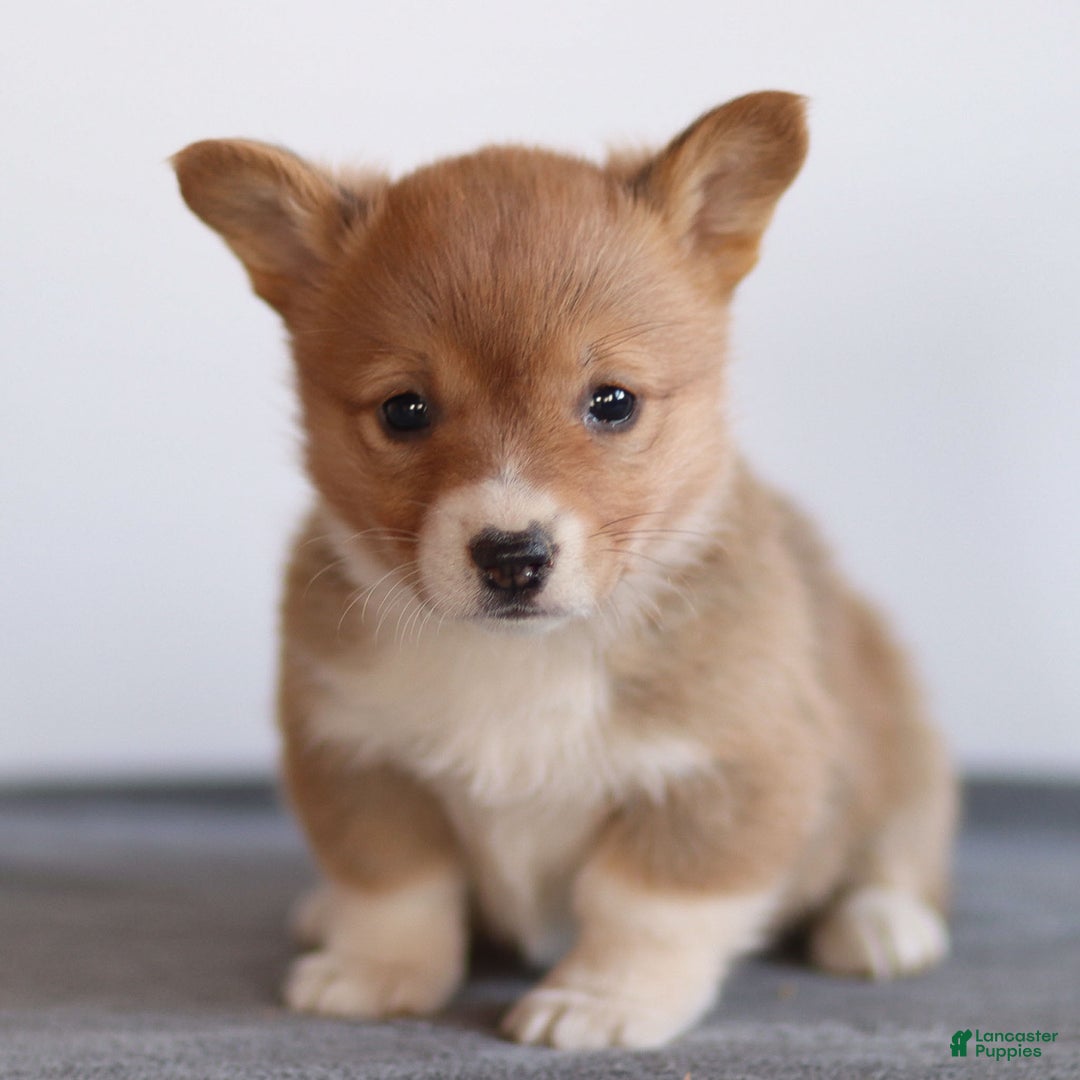 Welsh Corgi Pembroke dogs for sale: Kallie Welsh Corgi Pembroke Puppy - Ad 3
