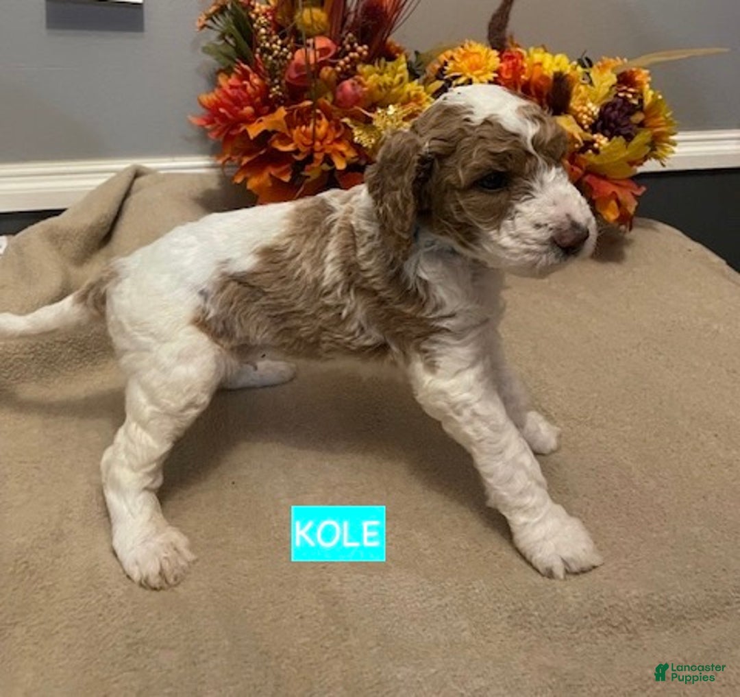 Miniature Labradoodle dogs for sale: Labradoodle Puppy 1 - Ad 6