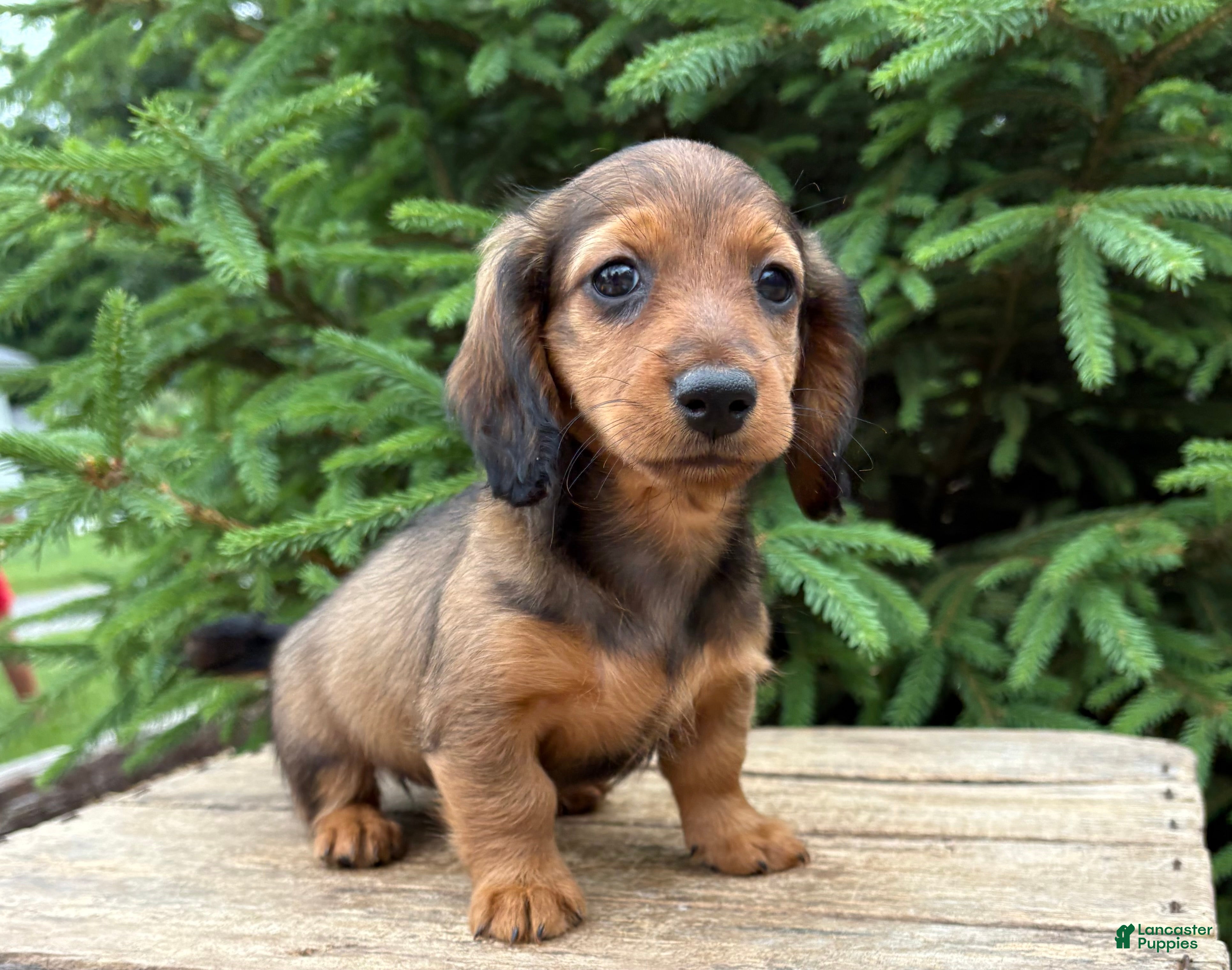 Dachshund dogs River - Ad 2