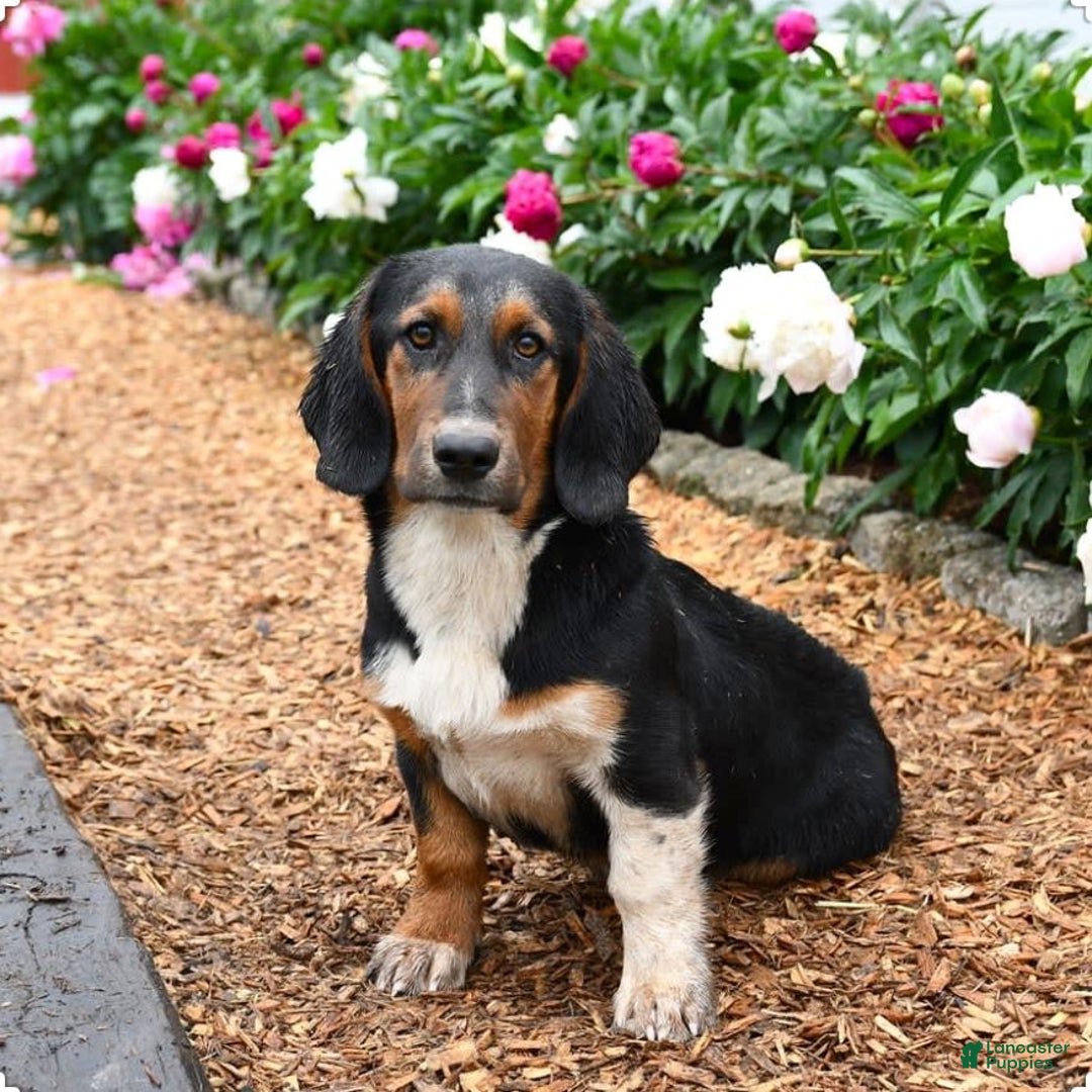 Dachshund Mix Bloodhound Basset Hound Mix Puppies For Sale Hound