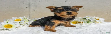 Josie