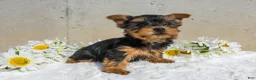 Yorkshire Terrier dogs for sale: Josie - Ad 1