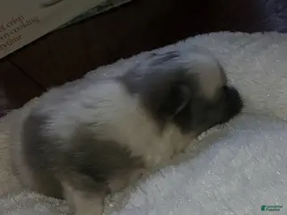 Pomeranian dogs Pomeranian Puppy 2 - Ad 15