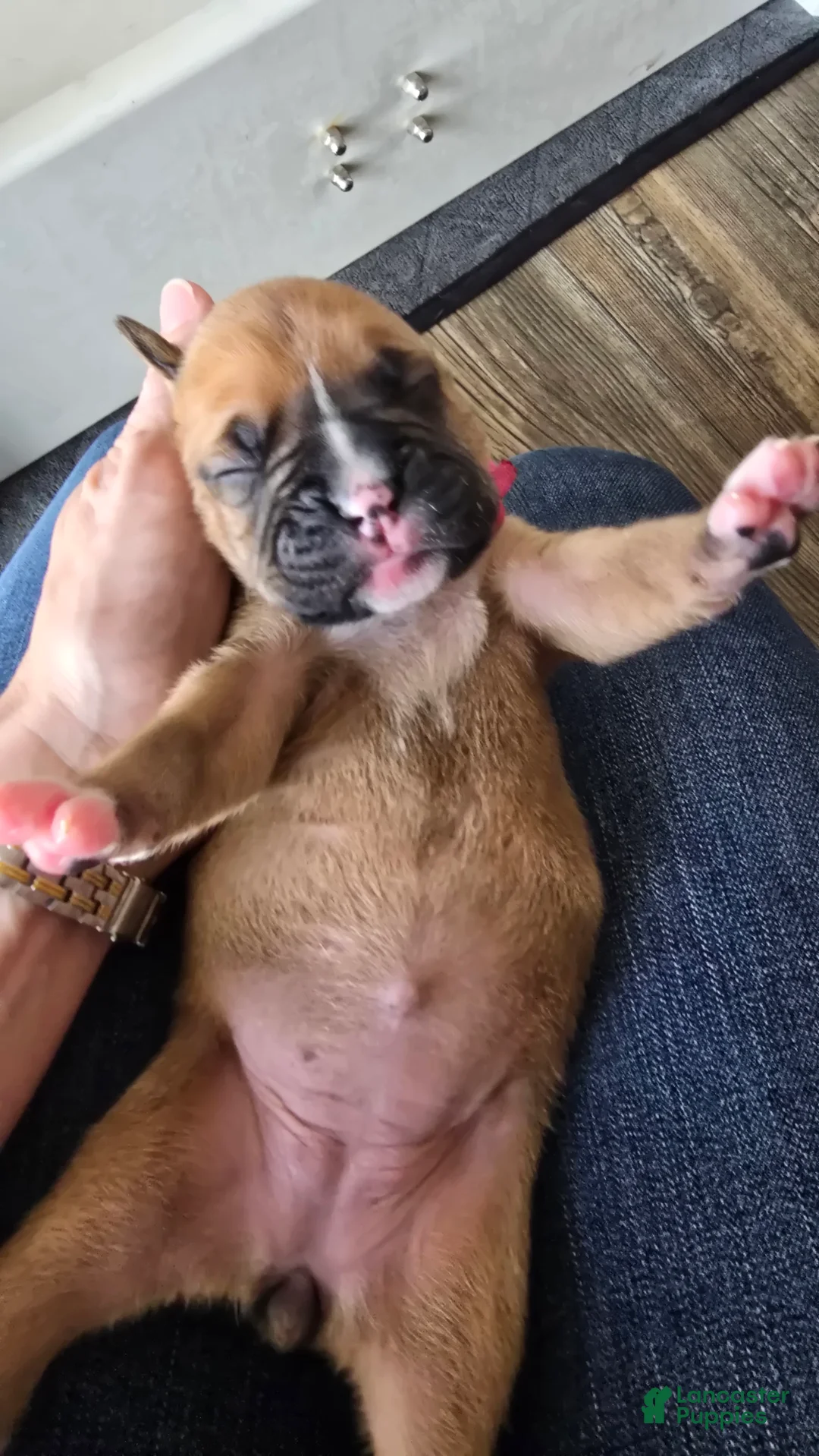 Boxer dogs for sale: Pink Collar - Ad 2