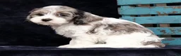 Cavapoo dogs for sale: Sonya - Ad 8
