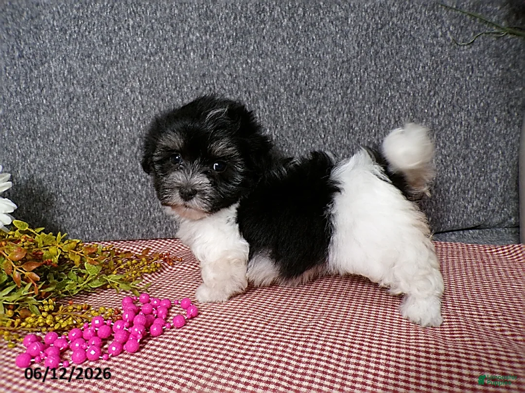 Havanese dogs for sale: Suzie - Ad 2