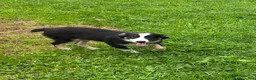 Australian Shepherd dogs for sale: Gail  - Ad 1