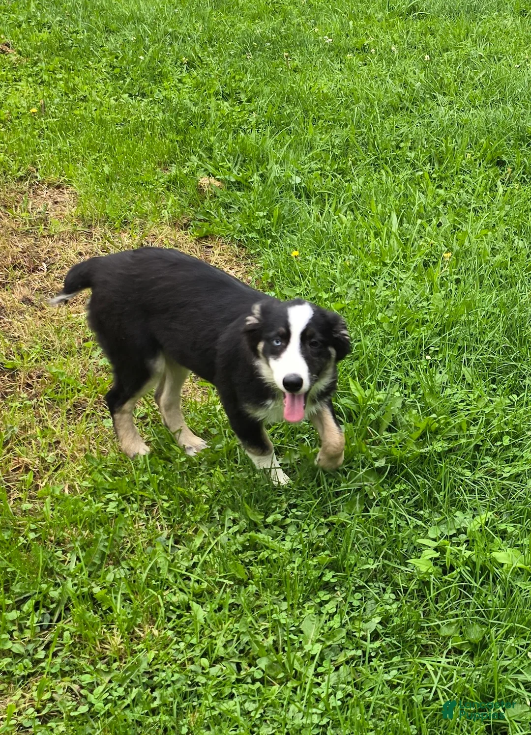 Australian Shepherd dogs for sale: Gail  - Ad 1