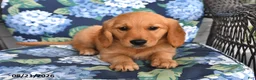 Golden Retriever dogs for sale: Pippa - Ad 3