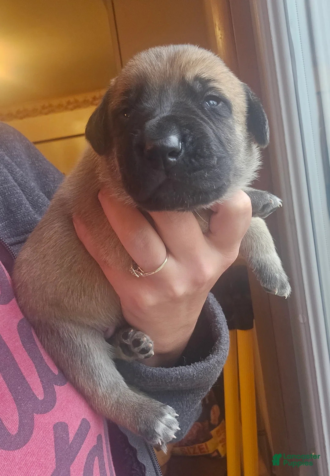 Mixed Breed dogs for sale: The group  - Ad 1