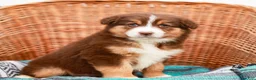 Australian Shepherd dogs for sale: Macy - Ad 4