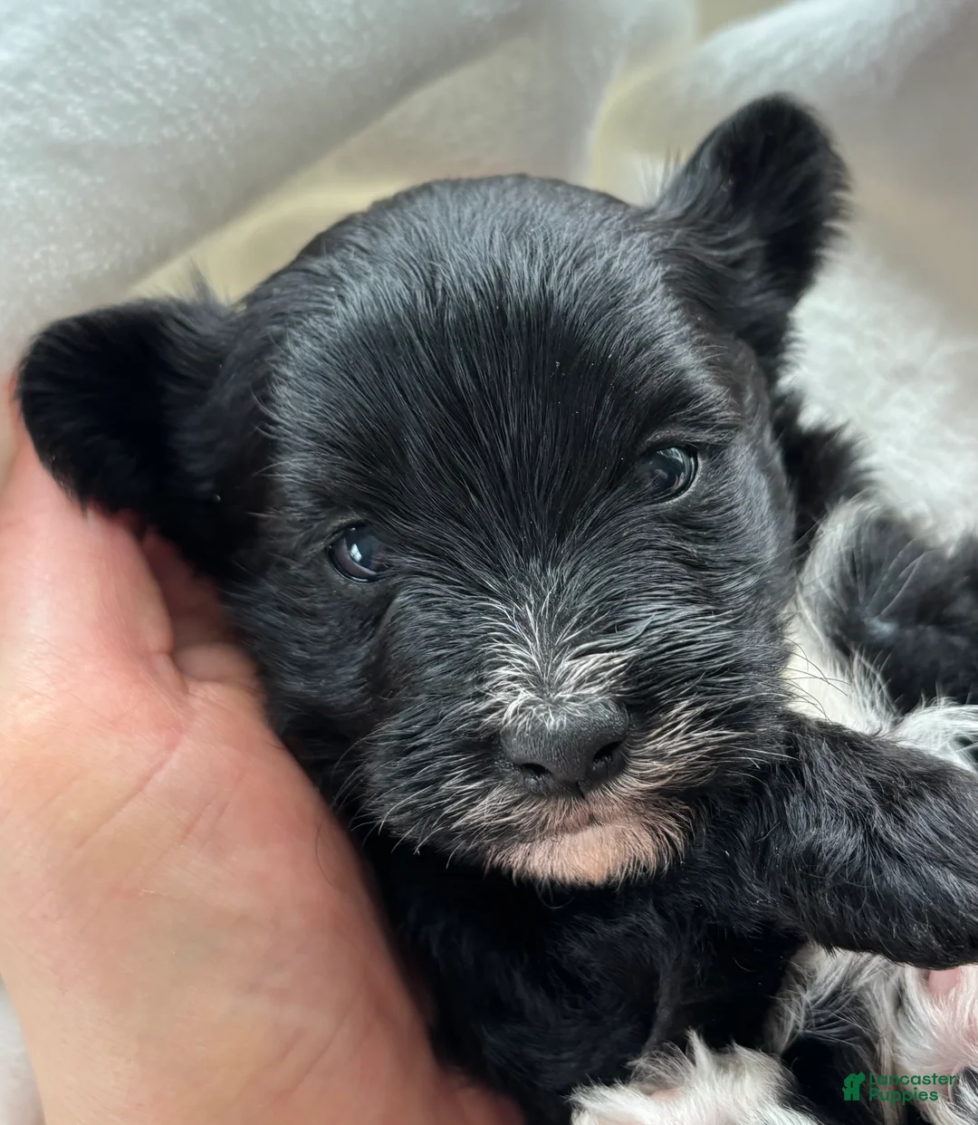 Morkie dogs for sale: Diezel - Ad 1