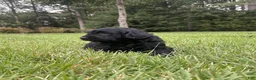 Goldendoodle dogs for sale: Coal - Ad 9