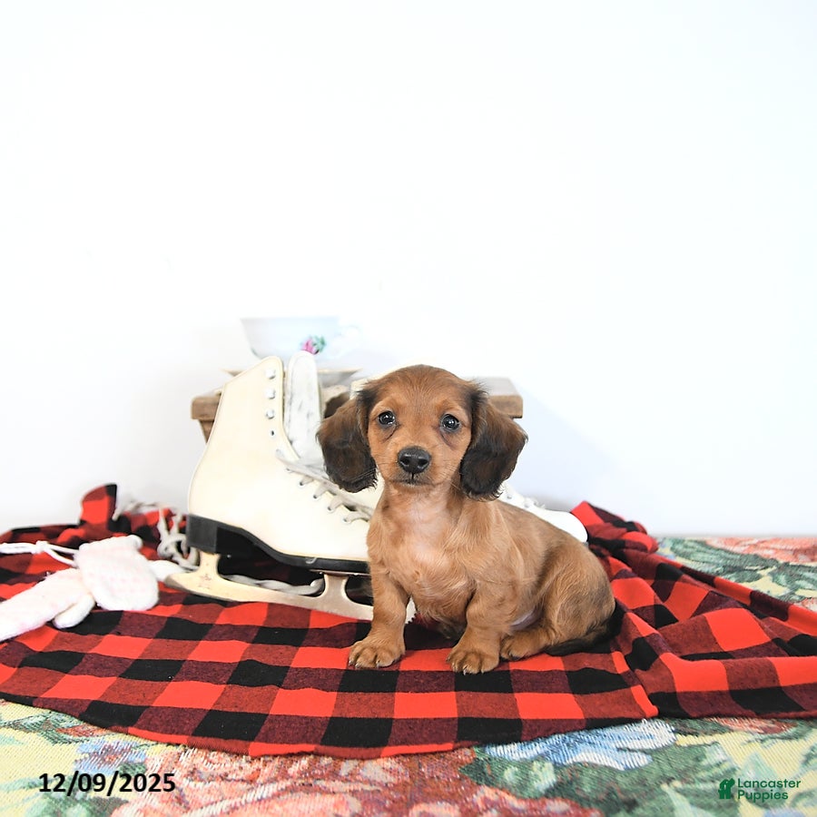Miniature Dachshund dogs Timmy - Ad 18