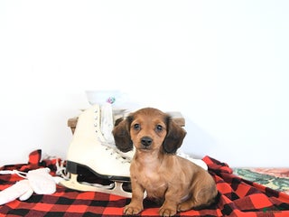 Miniature Dachshund dogs Timmy - Ad 42