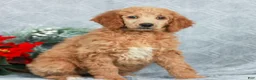 Standard Poodle dogs for sale: Penny - Ad 3
