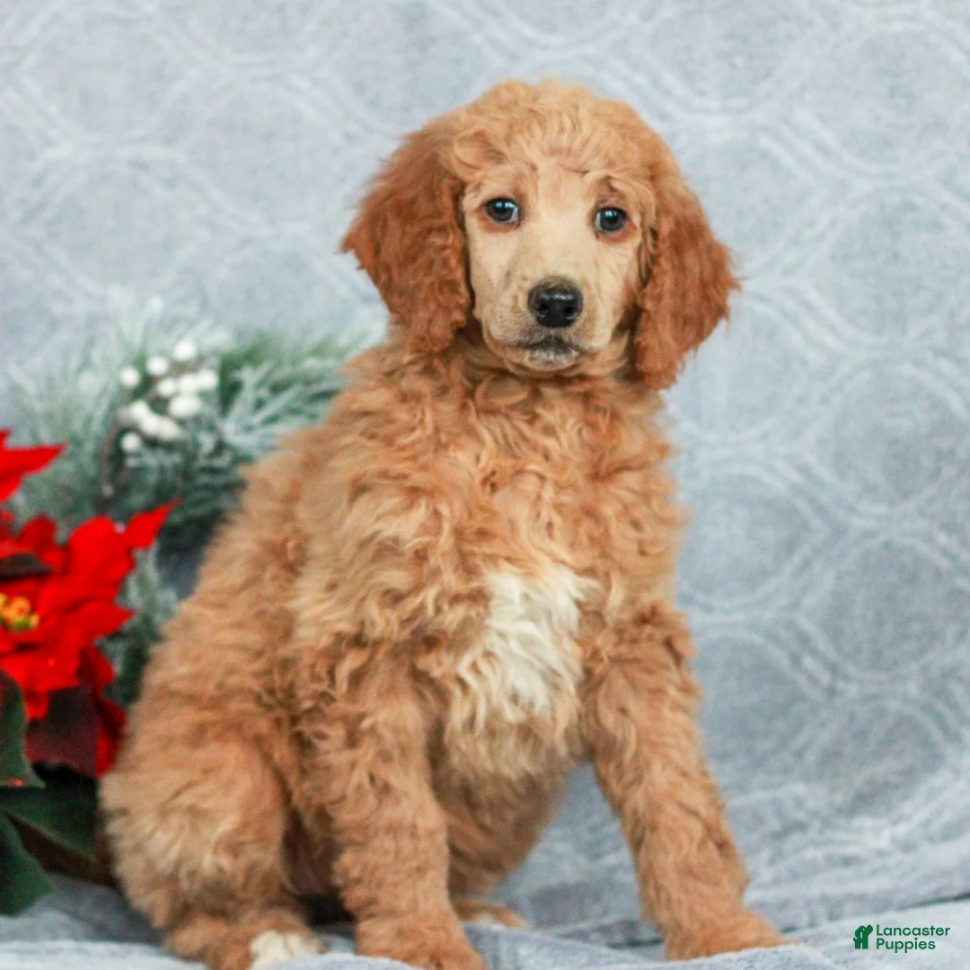 Standard Poodle dogs for sale: Penny - Ad 3