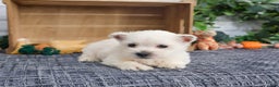 West Highland Terrier dogs for sale: Allister  - Ad 7