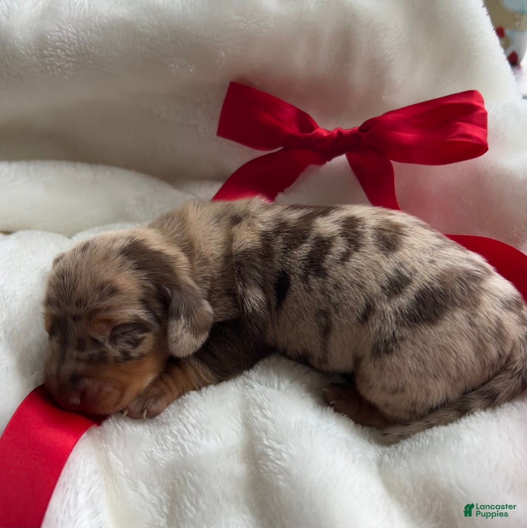 Miniature Dachshund dogs for sale: Moxy - Ad 1