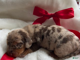 Miniature Dachshund dogs for sale: Moxy - Ad 3