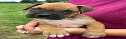 Boxer dogs for sale: Carter - Ad 3