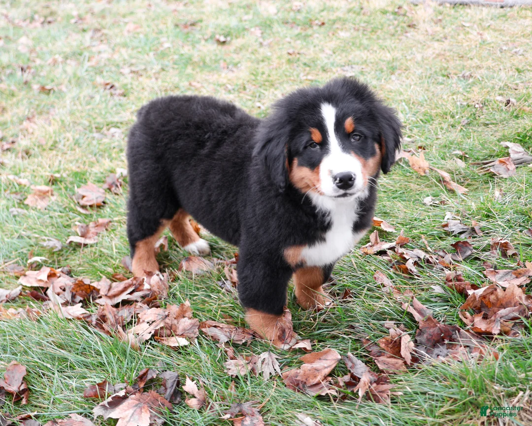 Bernese Mountain Dog dogs for sale: Stockings  - Ad 1