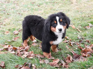 Bernese Mountain Dog dogs Stockings - Ad 37