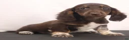 Dachshund dogs for sale: duke - Ad 10