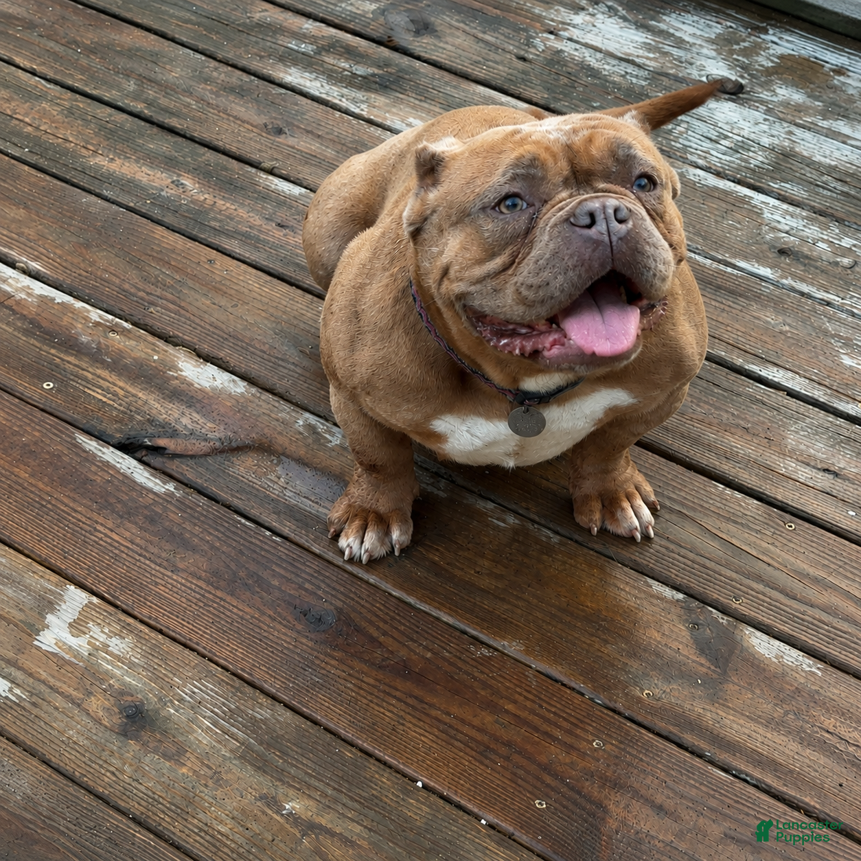 American Bully dogs Saweetie - Ad 1