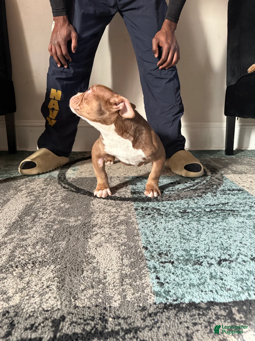 American Bully dogs for sale: American Bully Puppy 3 - Ad 2