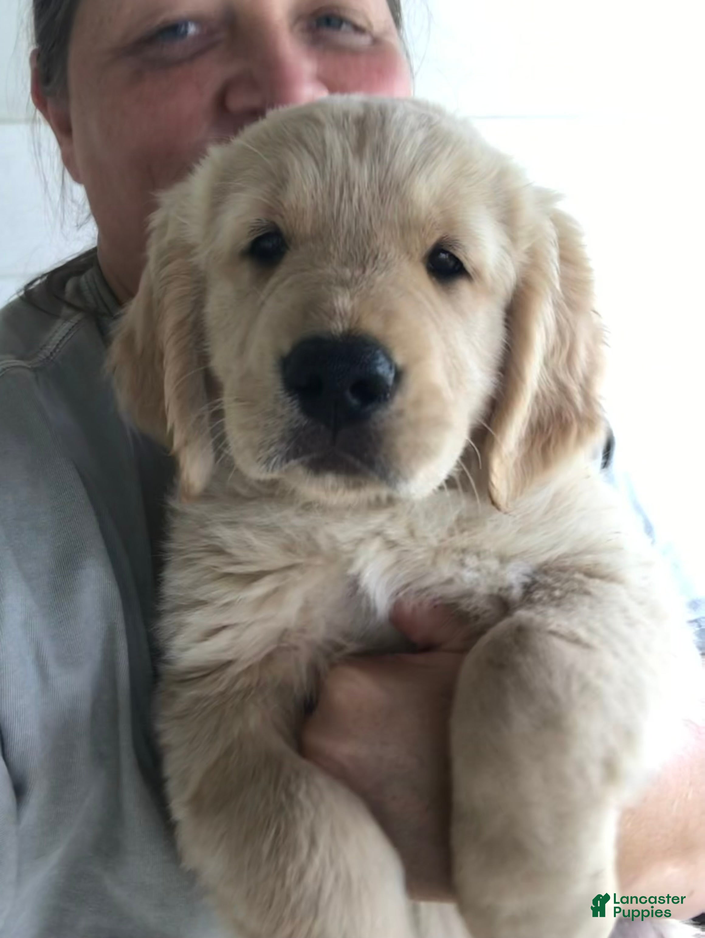 Golden Retriever dogs Woody - Ad 1