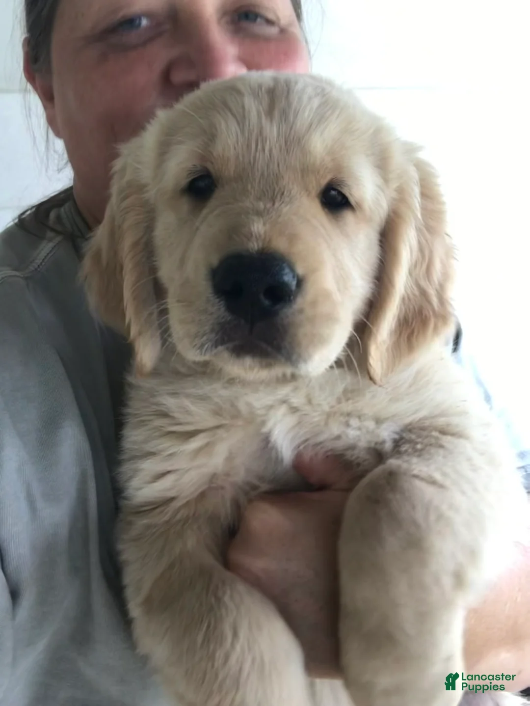 Golden Retriever dogs for sale: Woody - Ad 1